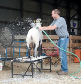 Washing Sheep for Showing - How to Wash Sheep for the Show Ring