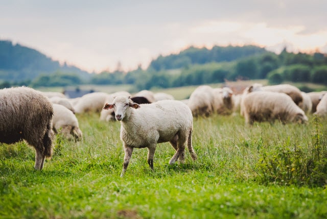 Flock of Sheep Grazing in a Meadow - What Factors Influence How You Manage Your Sheep Pasture?
