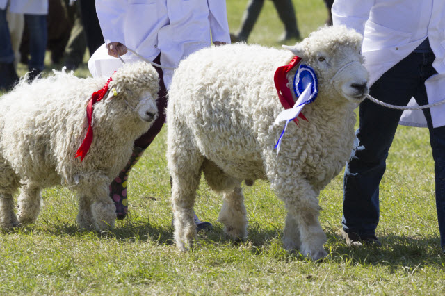 Using a Halter in a Sheep Show
