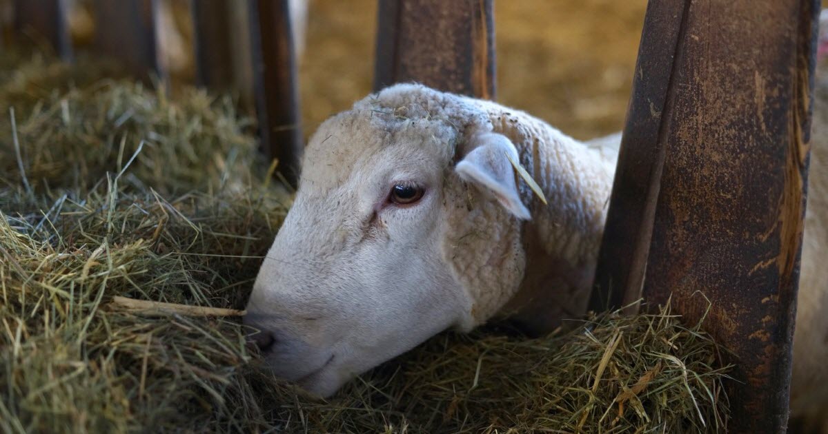 Haylage vs Hay Comparison (what are the differences?)