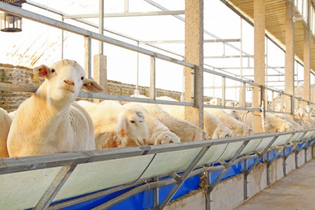 How to Prevent and Avoid Overeating Disease in Sheep