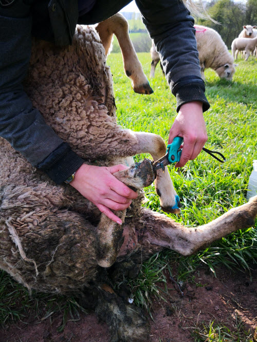 How to Treat Foot Rot in Sheep