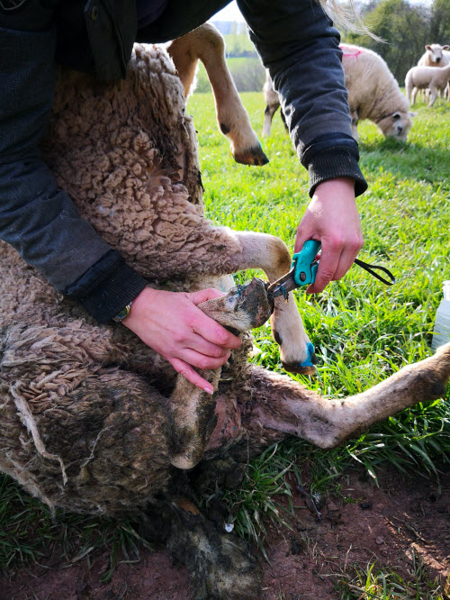 Foot Rot in Sheep Hoof Rot in Sheep