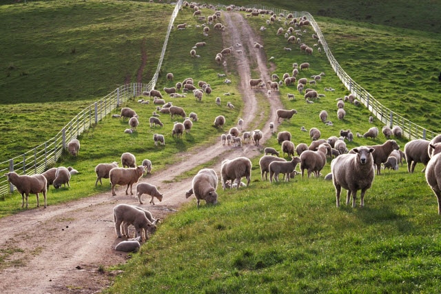 Pasture Management for Sheep Farms (the basics) - RaisingSheep.net