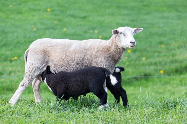 Overeating Disease in Lambs