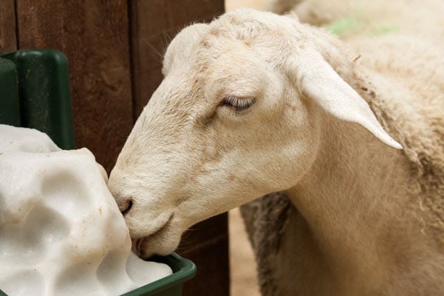 Salt Lick for Sheep