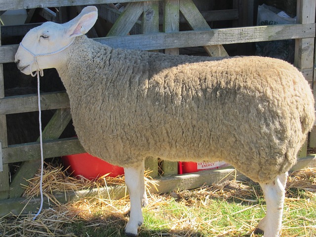 Sheep Halter