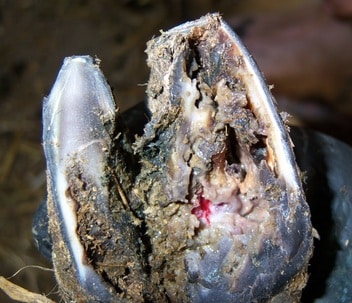 Sheep Hoof Rot