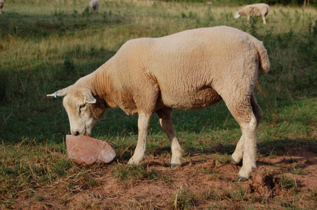 Sheep Mineral Block