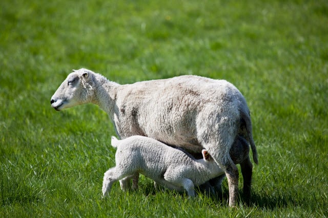 Sheep Overeating Disease Treatment