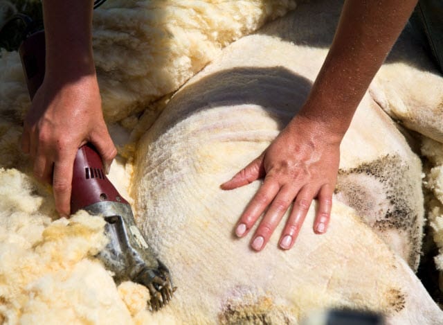 Sheep Shear Blades Cutting Wool