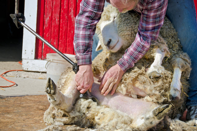 Sheep Shears Not Cutting or Running too Hot (causes and how to fix)