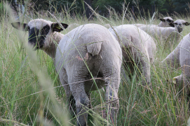Sheep Tail - Sheep with Docked Tail