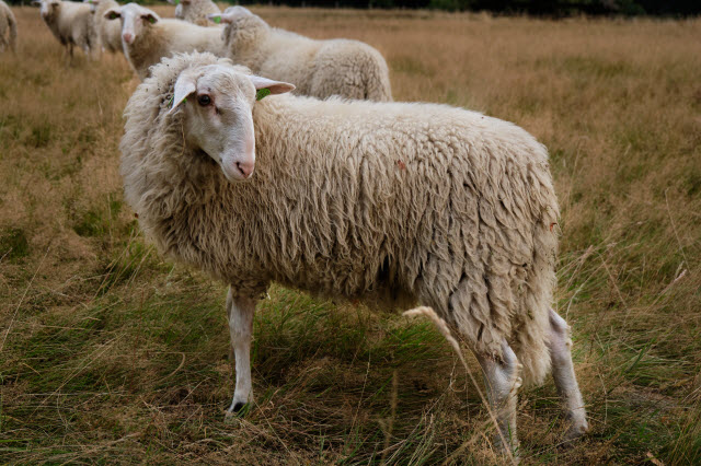 Sheep with Long Tail that Has Not Been Docked