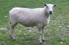 Sheep Shorn with Coarse Blades