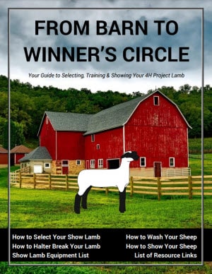 Sheep Showing Guide Cover