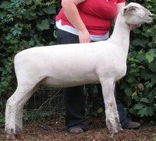 Sheep Shorn with Fine Blades
