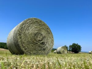 Haylage vs Hay Comparison (what are the differences?)